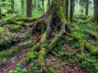 Weit verzweigtes Wurzelwerk eines Baumes